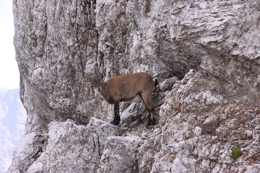 Pod Ponco Apartments Kranjska Gora Zewnętrze zdjęcie