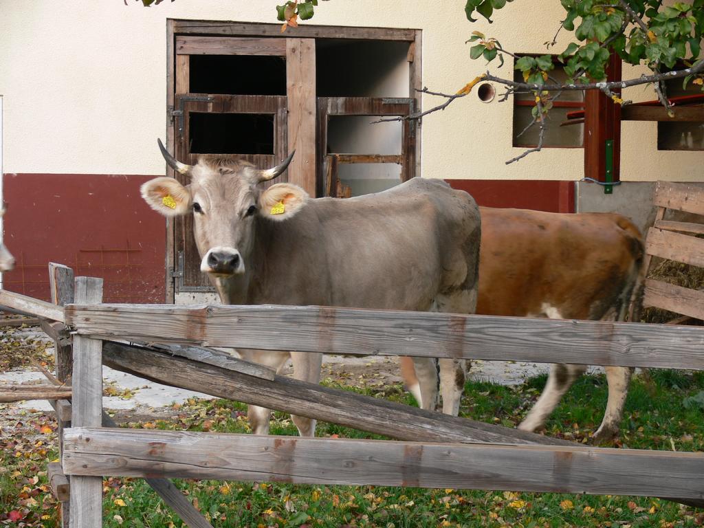 Pod Ponco Apartments Kranjska Gora Zewnętrze zdjęcie